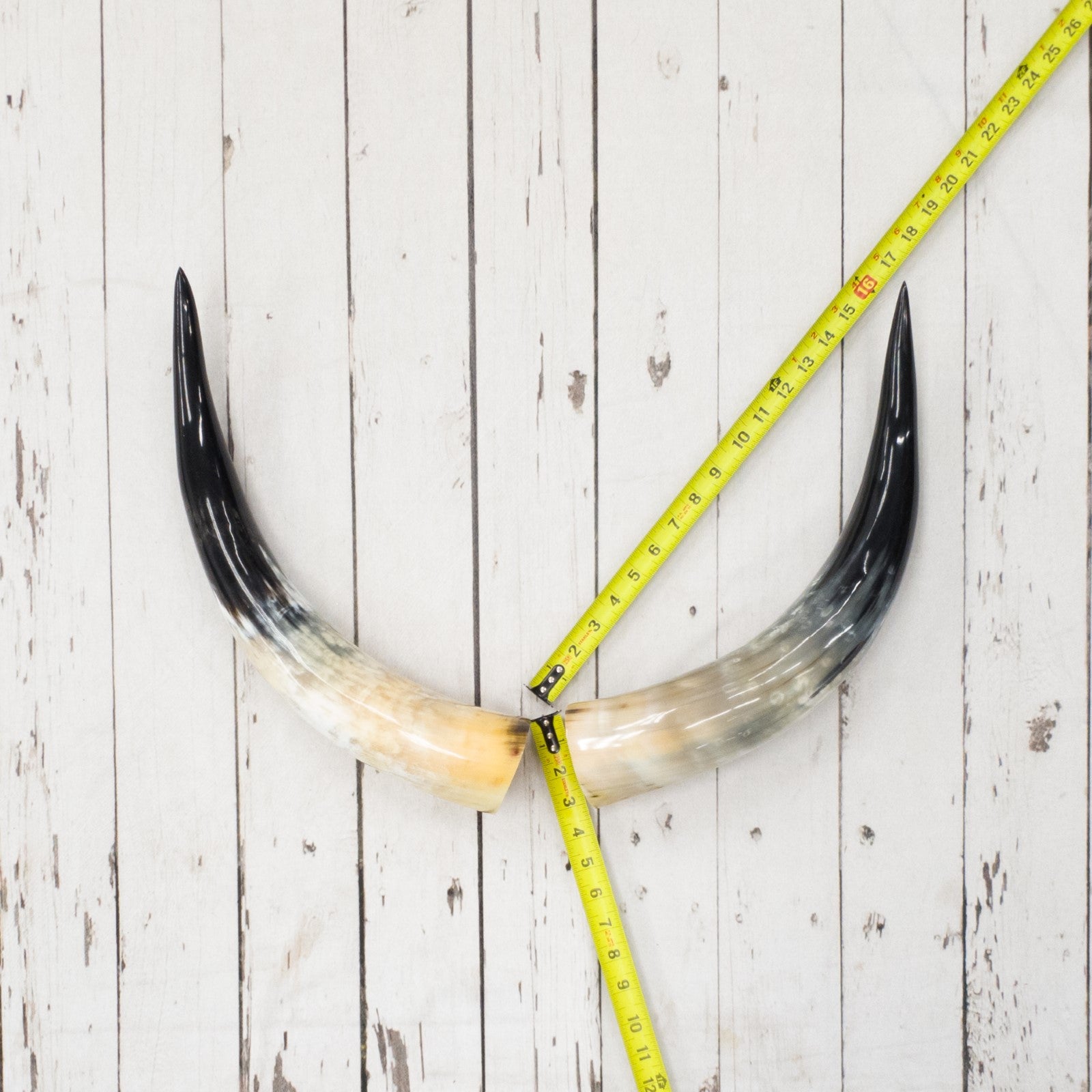 13" - 17" Pairs, Polished Cow Horns, 11 | The Leather Guy