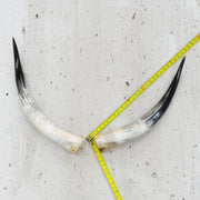24" - 30" Pairs, Black Mix, Polished Cow Horns, 1 | The Leather Guy