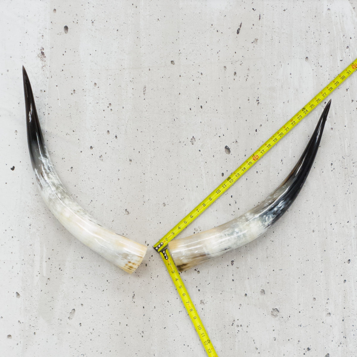 24" - 30" Pairs, Black Mix, Polished Cow Horns, 1 | The Leather Guy