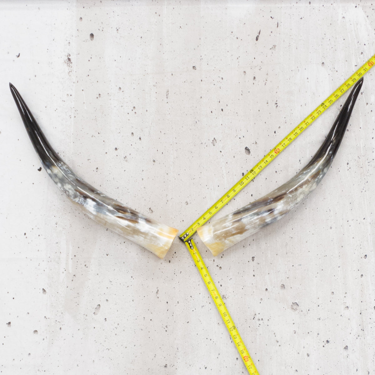 24" - 30" Pairs, Black Mix, Polished Cow Horns, 2 | The Leather Guy