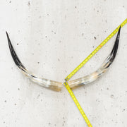 24" - 30" Pairs, Black Mix, Polished Cow Horns, 3 | The Leather Guy