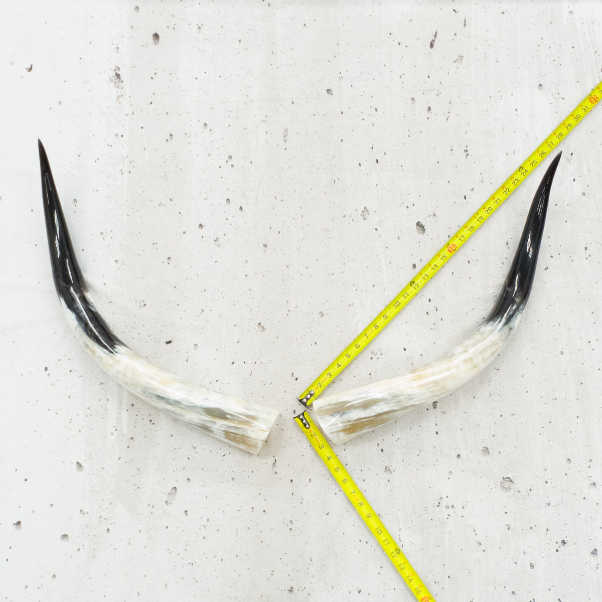 24" - 30" Pairs, Black Mix, Polished Cow Horns, 4 | The Leather Guy