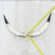 24" - 30" Pairs, Black Mix, Polished Cow Horns, 5 | The Leather Guy