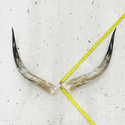 24" - 30" Pairs, Black Mix, Polished Cow Horns, 6 | The Leather Guy