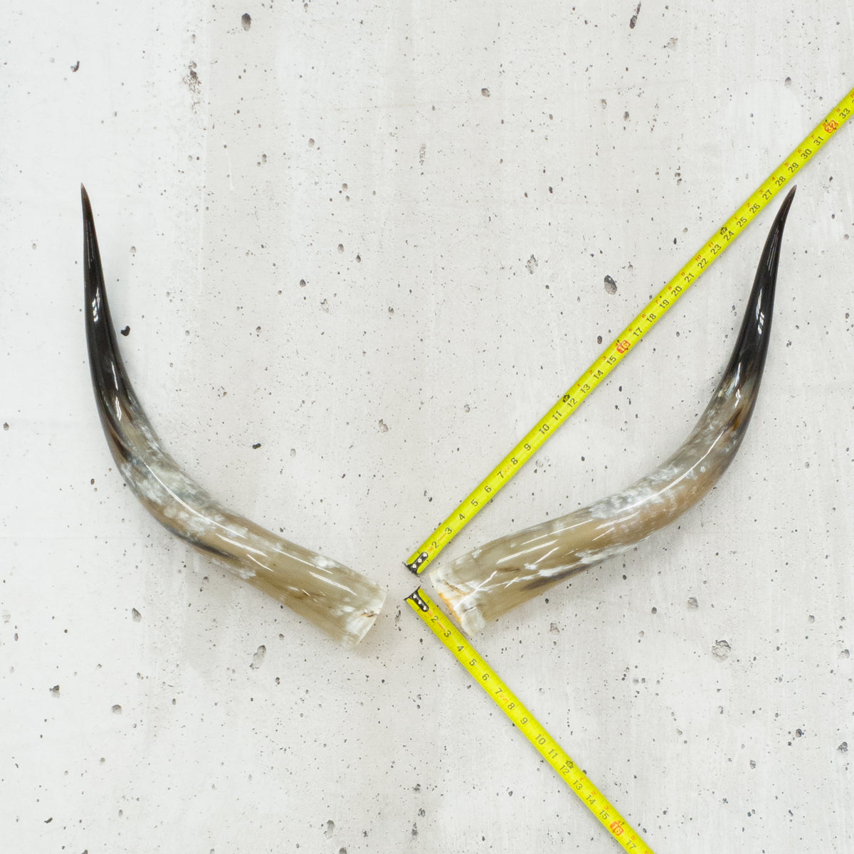 24" - 30" Pairs, Black Mix, Polished Cow Horns, 6 | The Leather Guy
