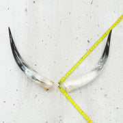 24" - 30" Pairs, Black Mix, Polished Cow Horns, 7 | The Leather Guy