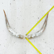 24" - 30" Pairs, Taupe and Grey, Polished Cow Horns, 1 | The Leather Guy