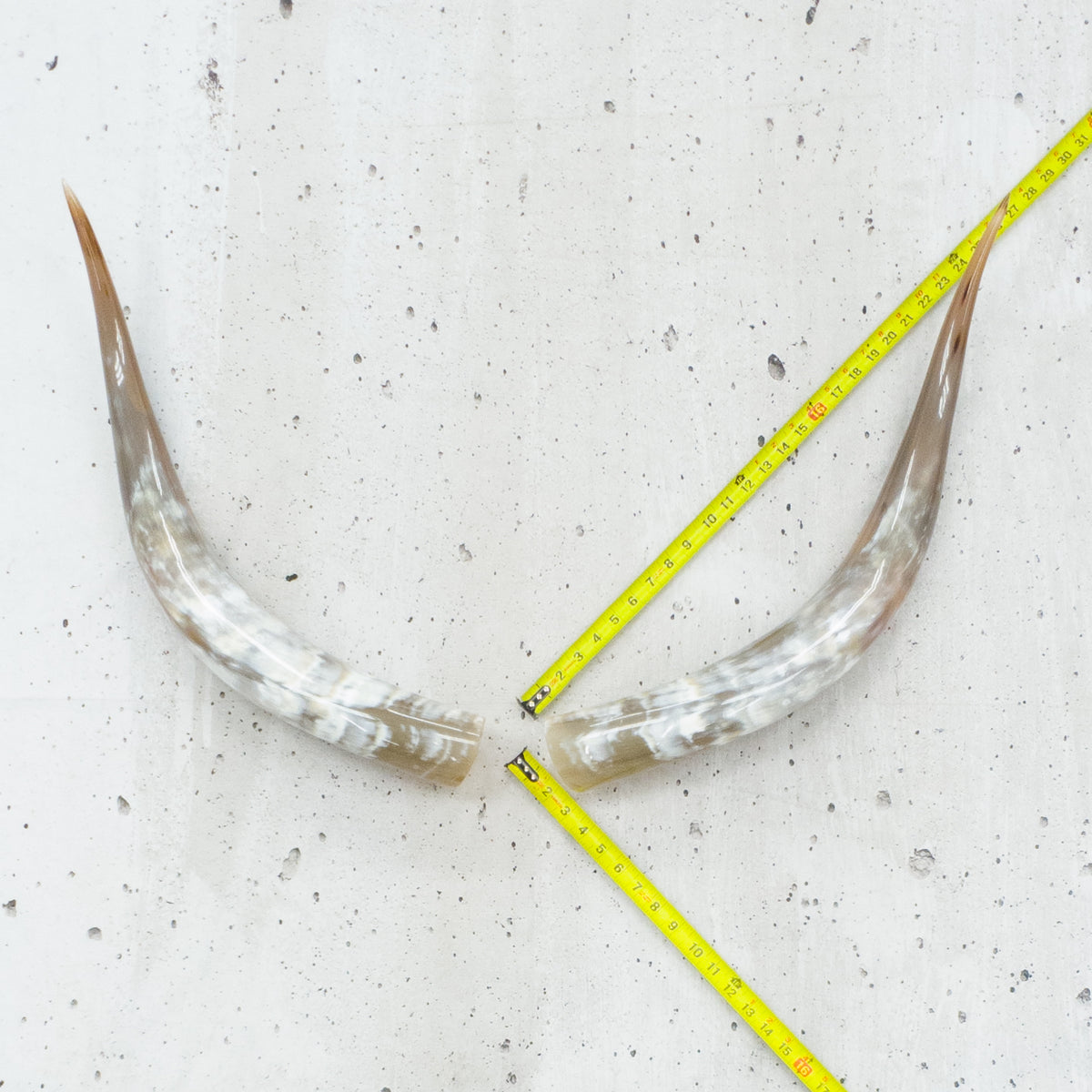 24" - 30" Pairs, Taupe and Grey, Polished Cow Horns, 1 | The Leather Guy
