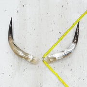 24" - 30" Pairs, Taupe and Grey, Polished Cow Horns, 2 | The Leather Guy