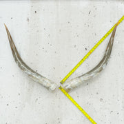 24" - 30" Pairs, Taupe and Grey, Polished Cow Horns, 3 | The Leather Guy