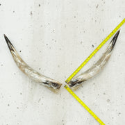24" - 30" Pairs, Taupe and Grey, Polished Cow Horns, 5 | The Leather Guy