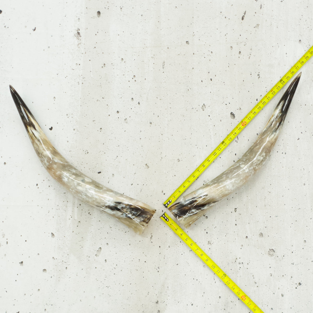 24" - 30" Pairs, Taupe and Grey, Polished Cow Horns, 5 | The Leather Guy
