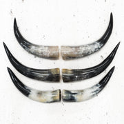 13" - 17" Pairs, Color Mix, Polished Cow Horns, | The Leather Guy