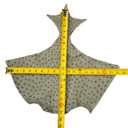 Ostrich, 1-2 Sq Ft, Project Pieces, Greys / Under 1 Sq Ft / 3 | The Leather Guy