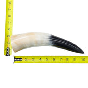 10–12" Single Polished Cow Horns – Choose Your Exact Genuine Cow Horn, 19 (10") | The Leather Guy
