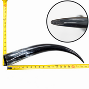18" - 23" Single Polished Cow Horns, 2 (Low Grade 18") | The Leather Guy