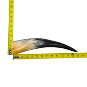 13" - 17" Single Polished Cow Horns, 1 (13") | The Leather Guy