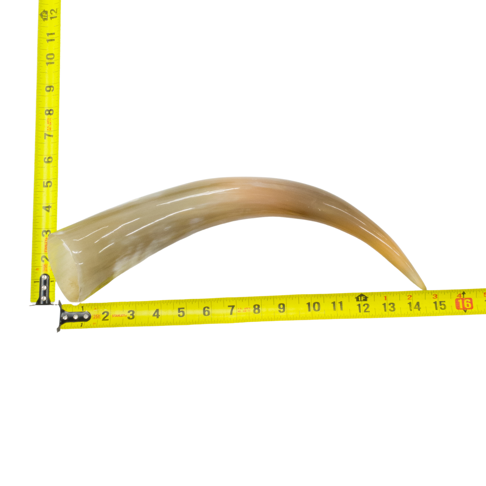 13" - 17" Single Polished Cow Horns, 3 (14") | The Leather Guy