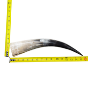 13" - 17" Single Polished Cow Horns, 8 (15") | The Leather Guy