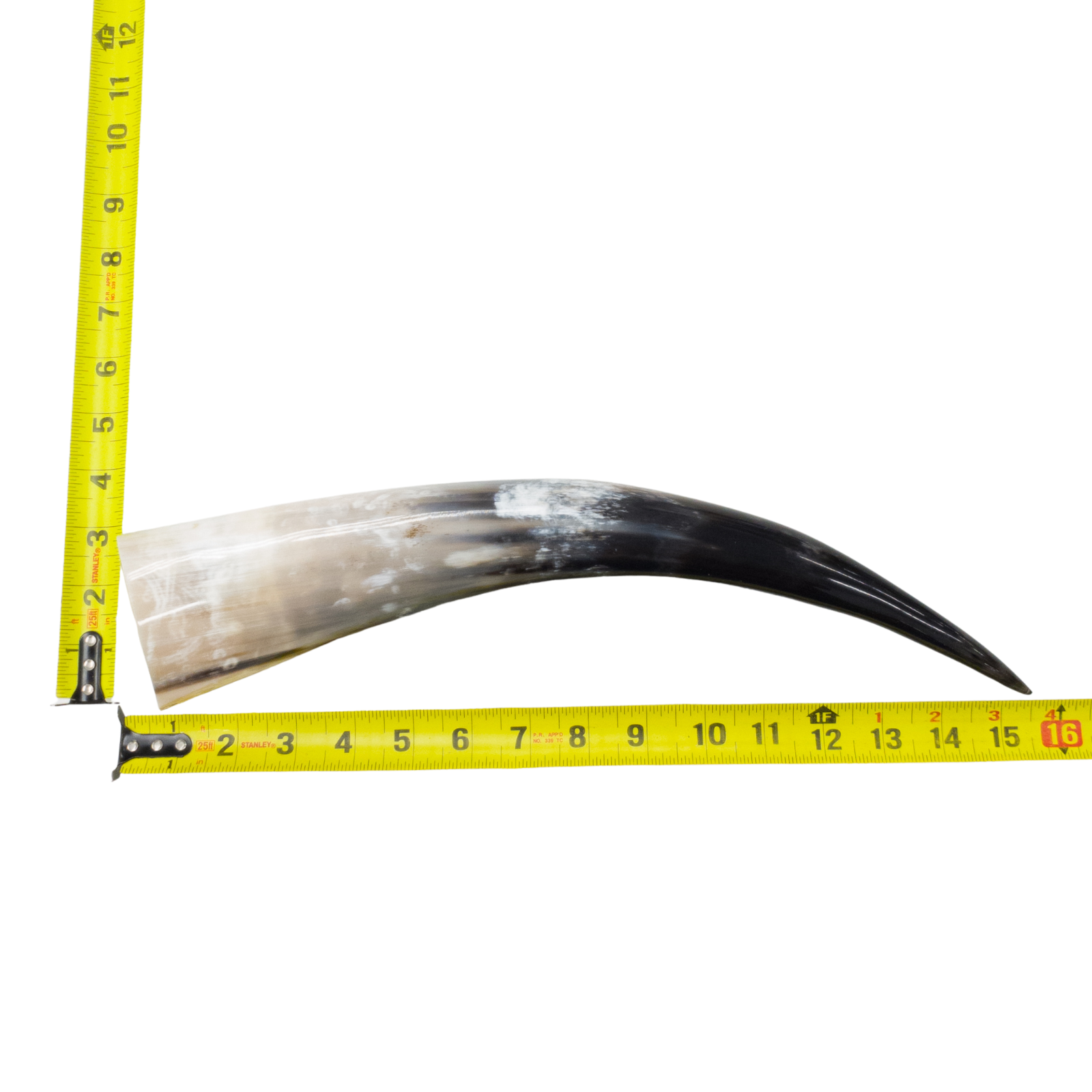 13" - 17" Single Polished Cow Horns, 8 (15") | The Leather Guy