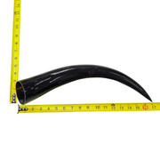 13" - 17" Single Polished Cow Horns, 11 (17") | The Leather Guy