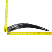 13" - 17" Single Polished Cow Horns, 12 (16") | The Leather Guy
