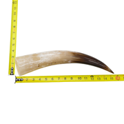 13" - 17" Single Polished Cow Horns, 13 (15") | The Leather Guy