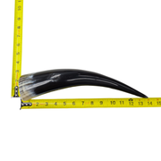13" - 17" Single Polished Cow Horns, 15 (14") | The Leather Guy