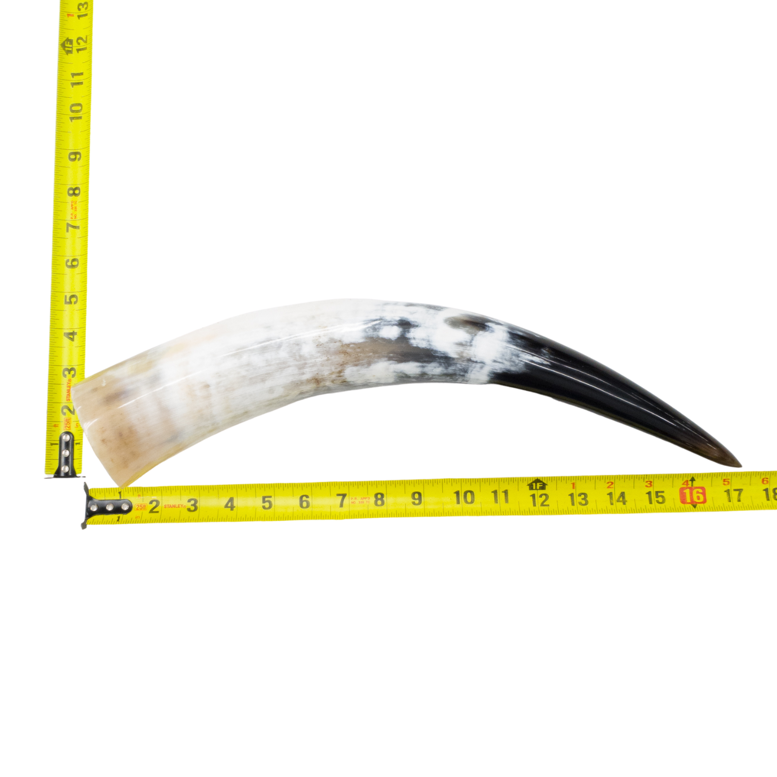 13" - 17" Single Polished Cow Horns, 16 (17") | The Leather Guy