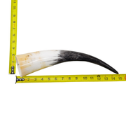 13" - 17" Single Polished Cow Horns, 21 (15") | The Leather Guy