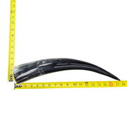 13" - 17" Single Polished Cow Horns, 23 (17") | The Leather Guy