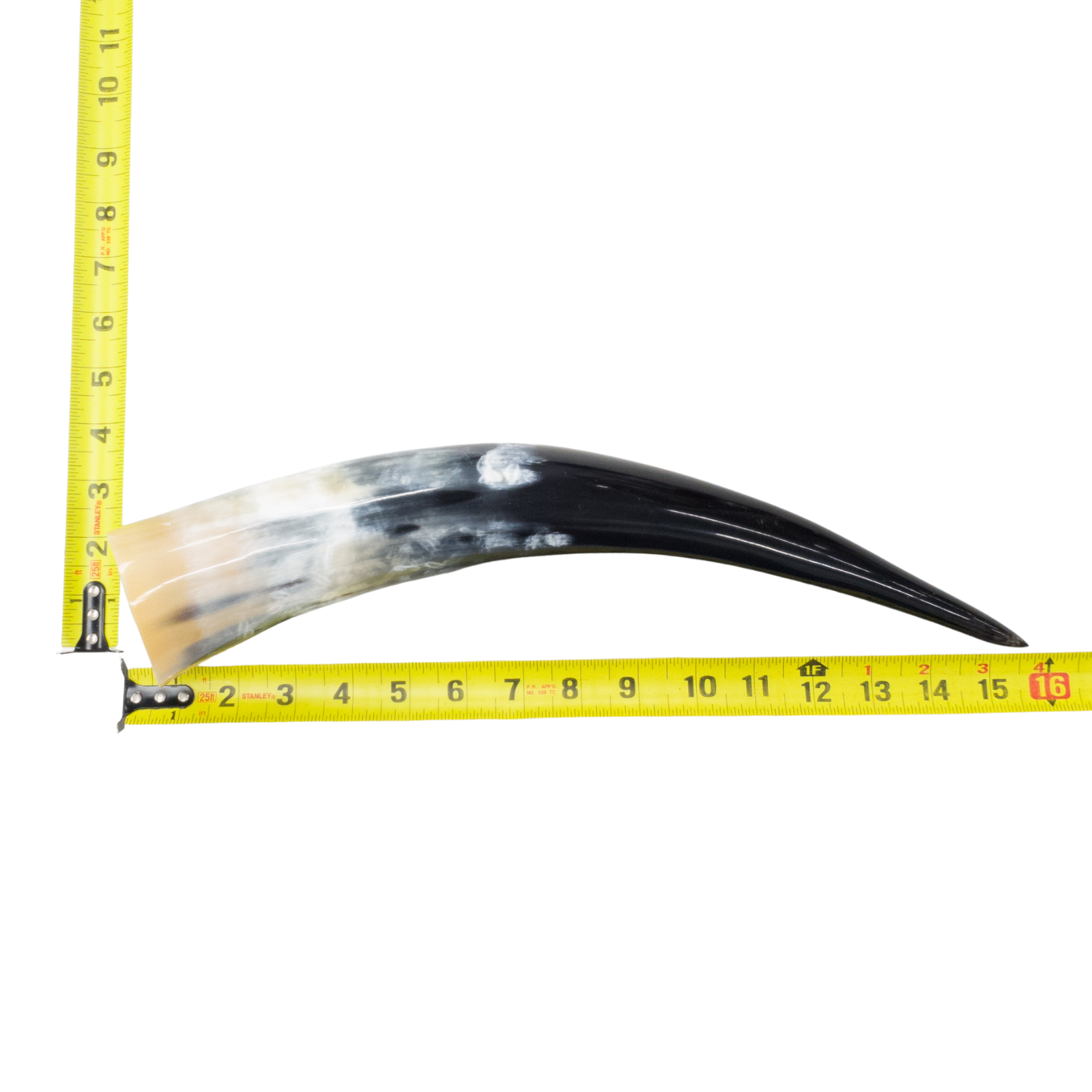 13" - 17" Single Polished Cow Horns, 25 (15") | The Leather Guy