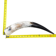 13" - 17" Single Polished Cow Horns, 6 (18") | The Leather Guy