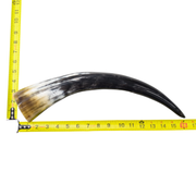 13" - 17" Single Polished Cow Horns, 7 (18") | The Leather Guy