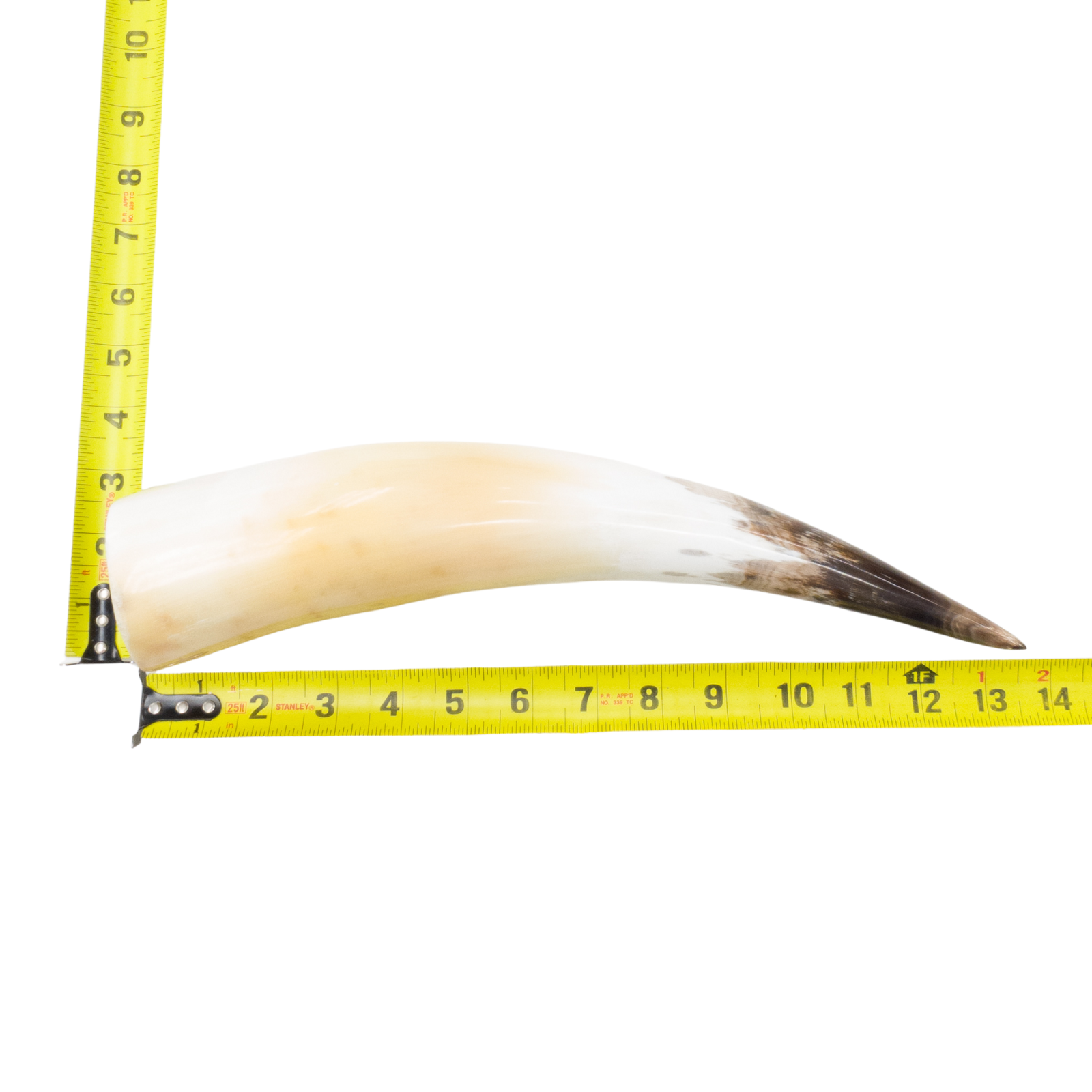 13" - 17" Single Polished Cow Horns, 17 (18") | The Leather Guy