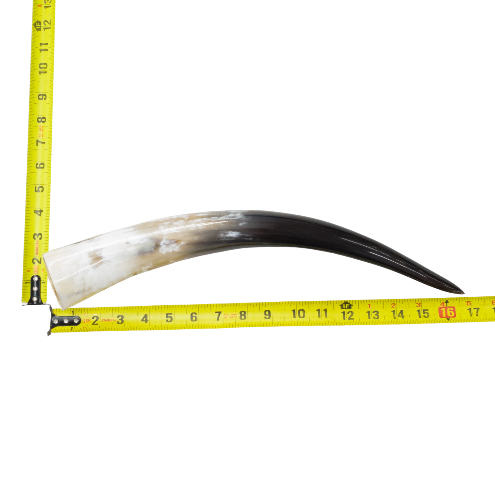 13" - 17" Single Polished Cow Horns, 18 (18") | The Leather Guy