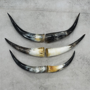13" - 17" Single Polished Cow Horns, | The Leather Guy