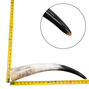 Low-Grade, Single Polished Cow Horns, 18"-23" / 1 (20") | The Leather Guy