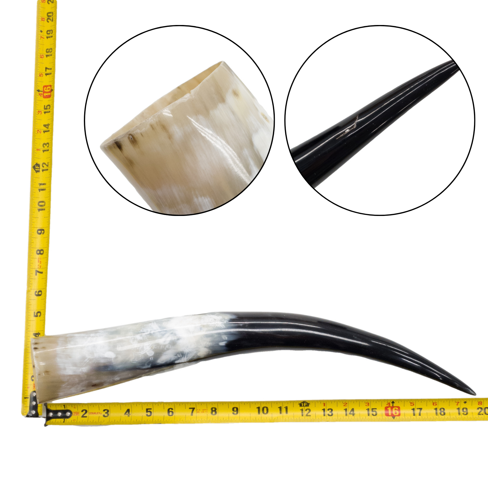 Low-Grade, Single Polished Cow Horns, 18"-23" / 2(20") | The Leather Guy