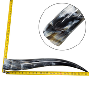 Low-Grade, Single Polished Cow Horns, 18"-23" / 3 (23") | The Leather Guy