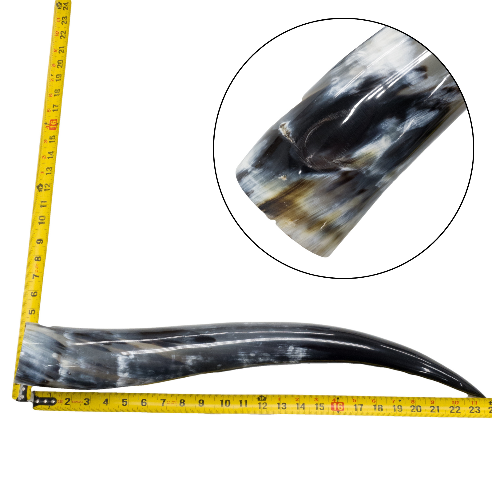 Low-Grade, Single Polished Cow Horns, 18"-23" / 3 (23") | The Leather Guy
