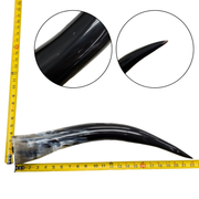 Low-Grade, Single Polished Cow Horns, 18"-23" / 4 (22") | The Leather Guy