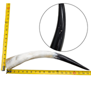 Low-Grade, Single Polished Cow Horns, 18"-23" / 5 (19") | The Leather Guy