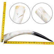 Low-Grade, Single Polished Cow Horns, 18"-23" / 6 (19") | The Leather Guy