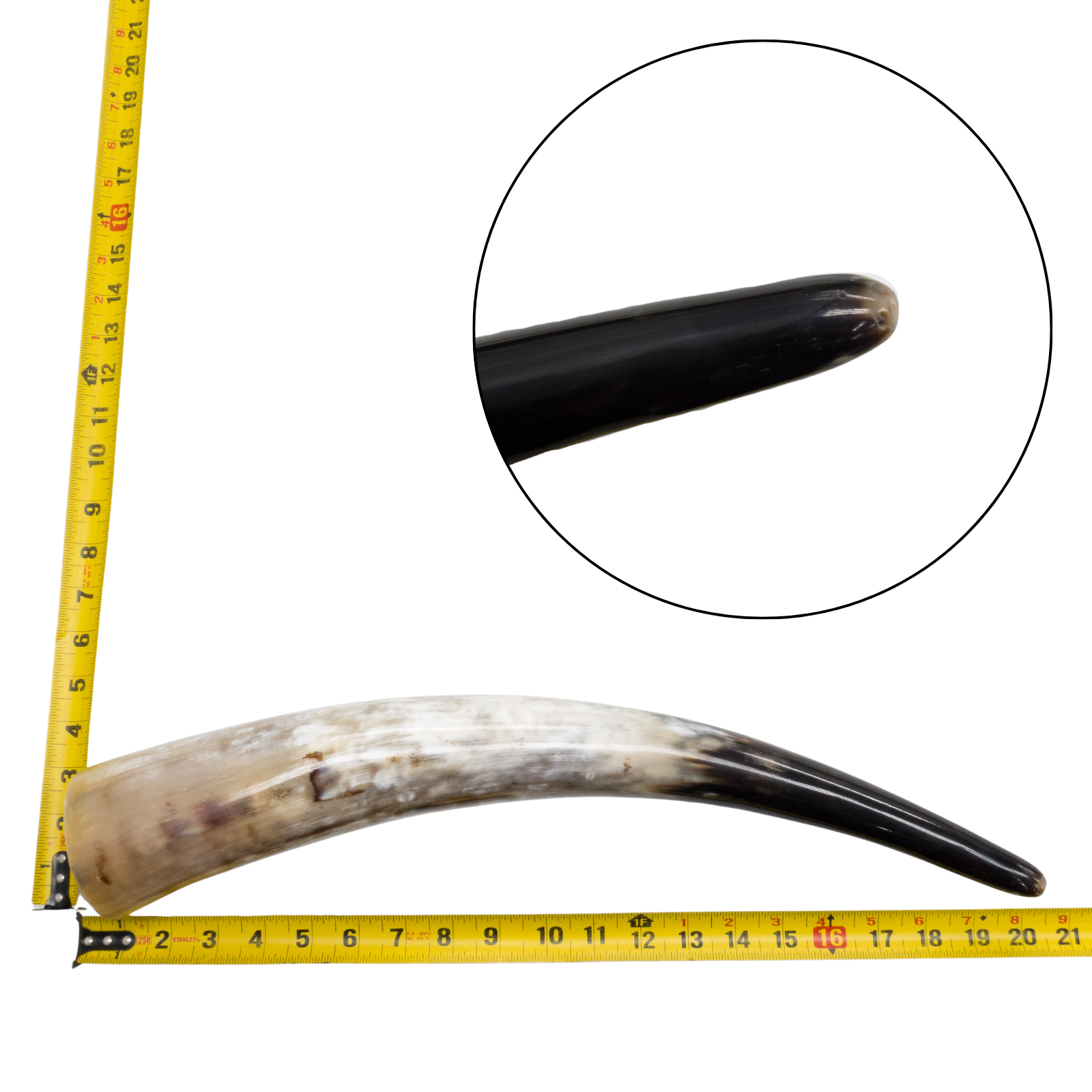 Low-Grade, Single Polished Cow Horns, 18"-23" / 7 (20") | The Leather Guy
