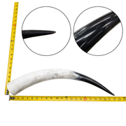 Low-Grade, Single Polished Cow Horns, 18"-23" / 8 (21") | The Leather Guy