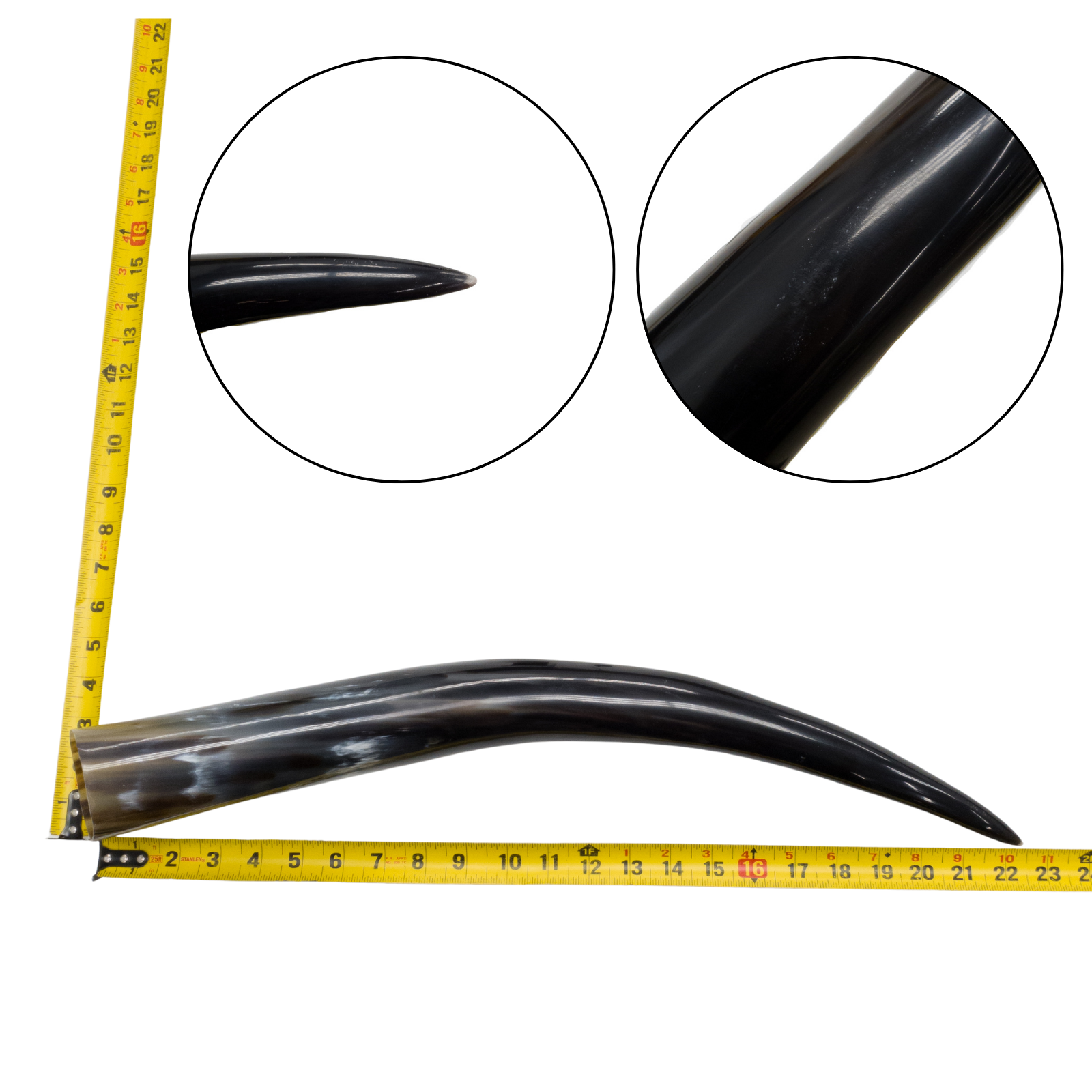 Low-Grade, Single Polished Cow Horns, 18"-23" / 9 (22") | The Leather Guy