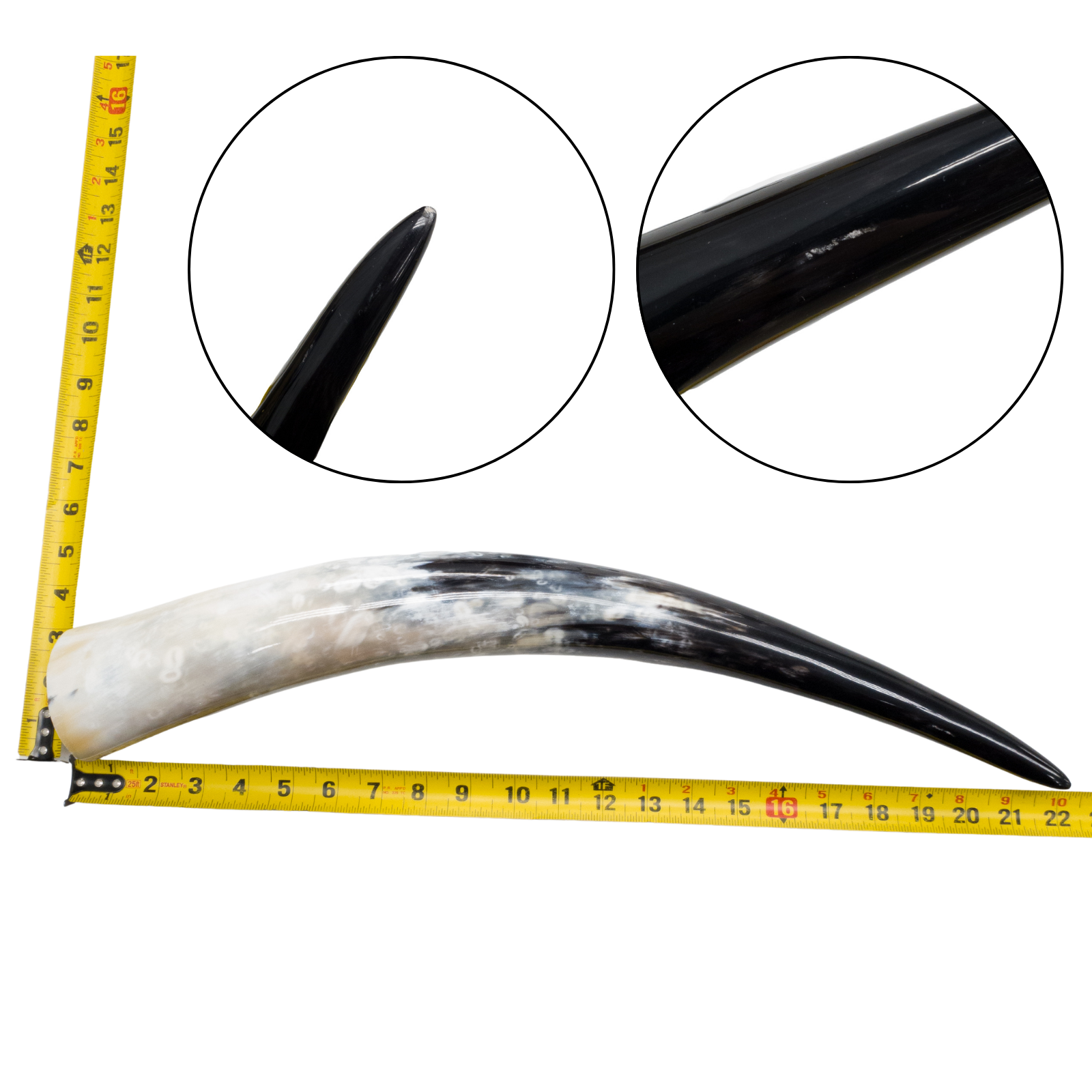 Low-Grade, Single Polished Cow Horns, 18"-23" / 10 (22") | The Leather Guy