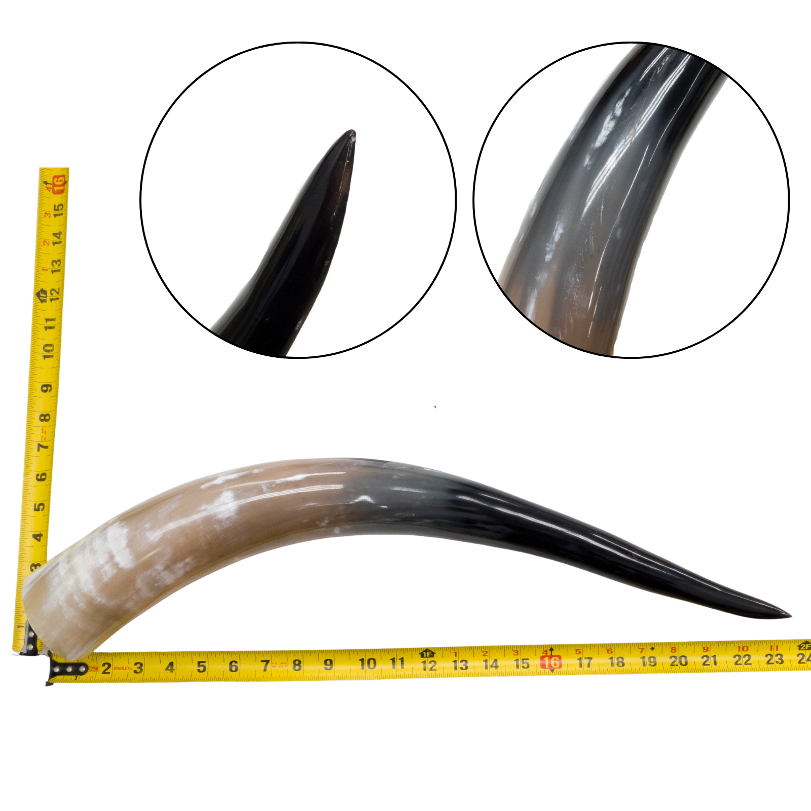Low-Grade, Single Polished Cow Horns, 18"-23" / 11 (23") | The Leather Guy