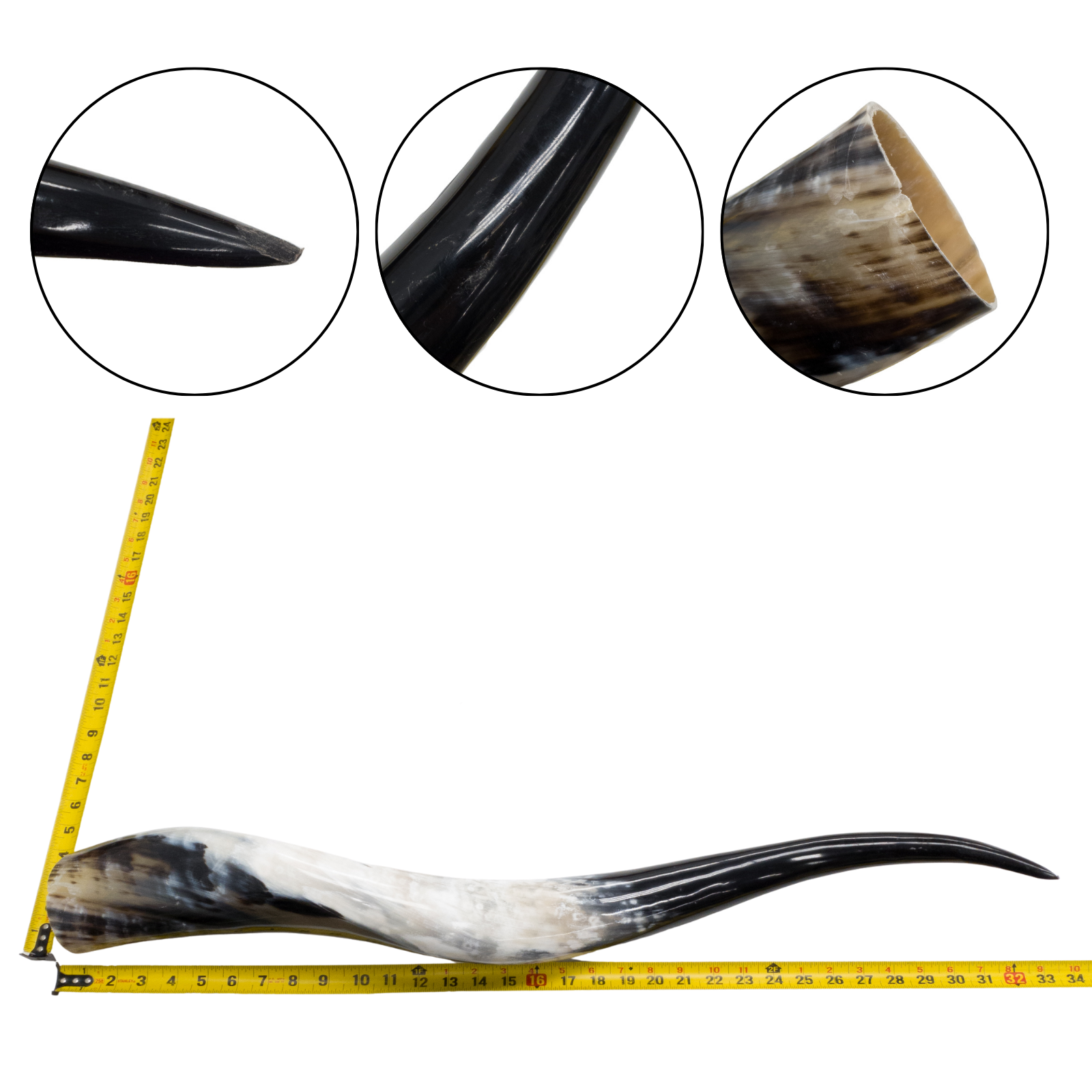 Low-Grade, Single Polished Cow Horns, 31"-35" / 1 (34") | The Leather Guy